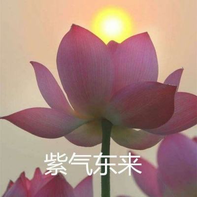 力量与荣耀果盘版下载